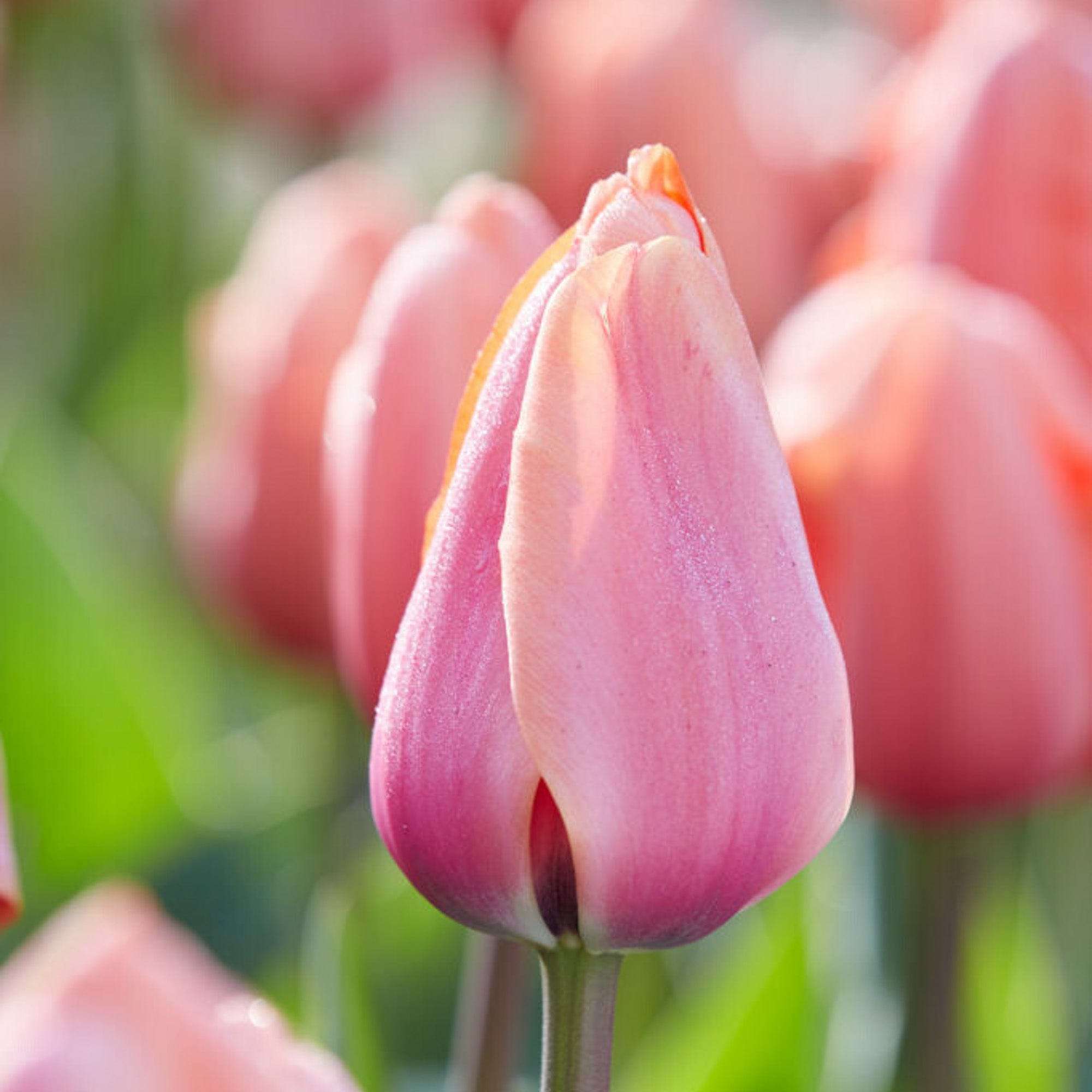 Tulpan 'Apricot Impression'